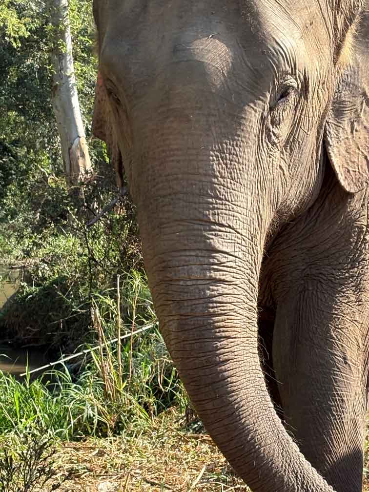 elephants/new_elephants/IMG_9775.jpg