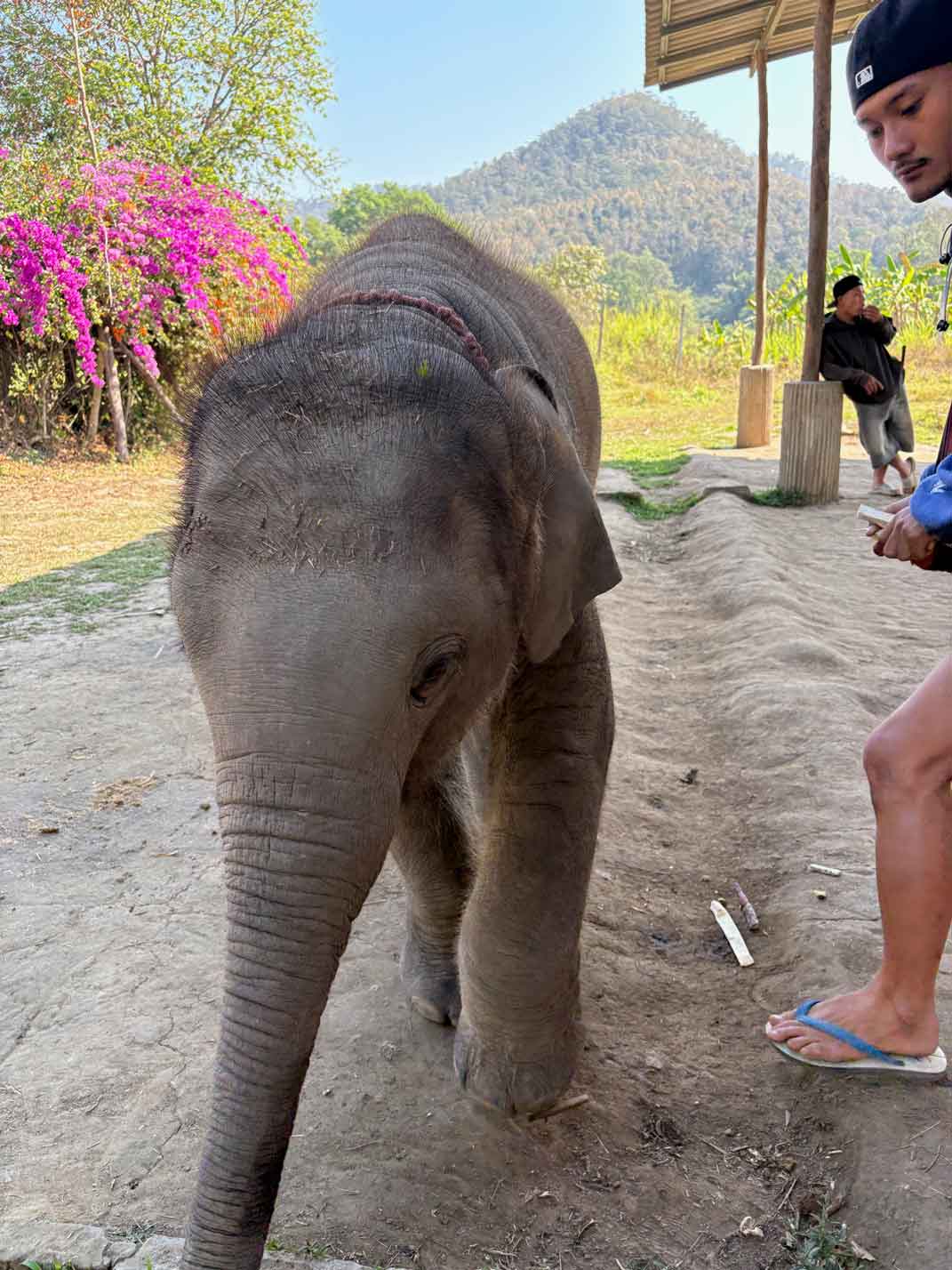 elephants/new_elephants/IMG_9793.jpg