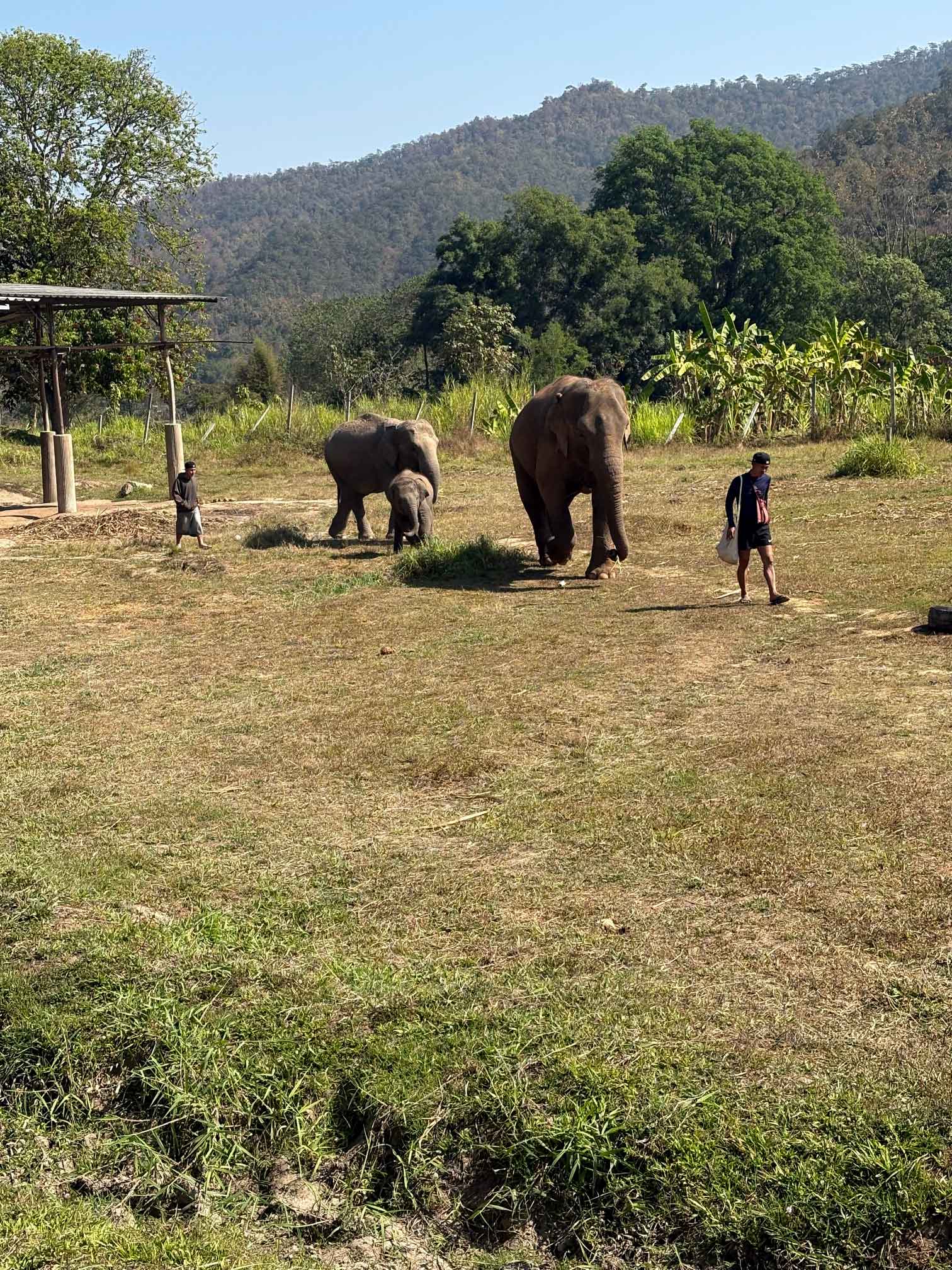 elephants/new_elephants/IMG_9800.jpg